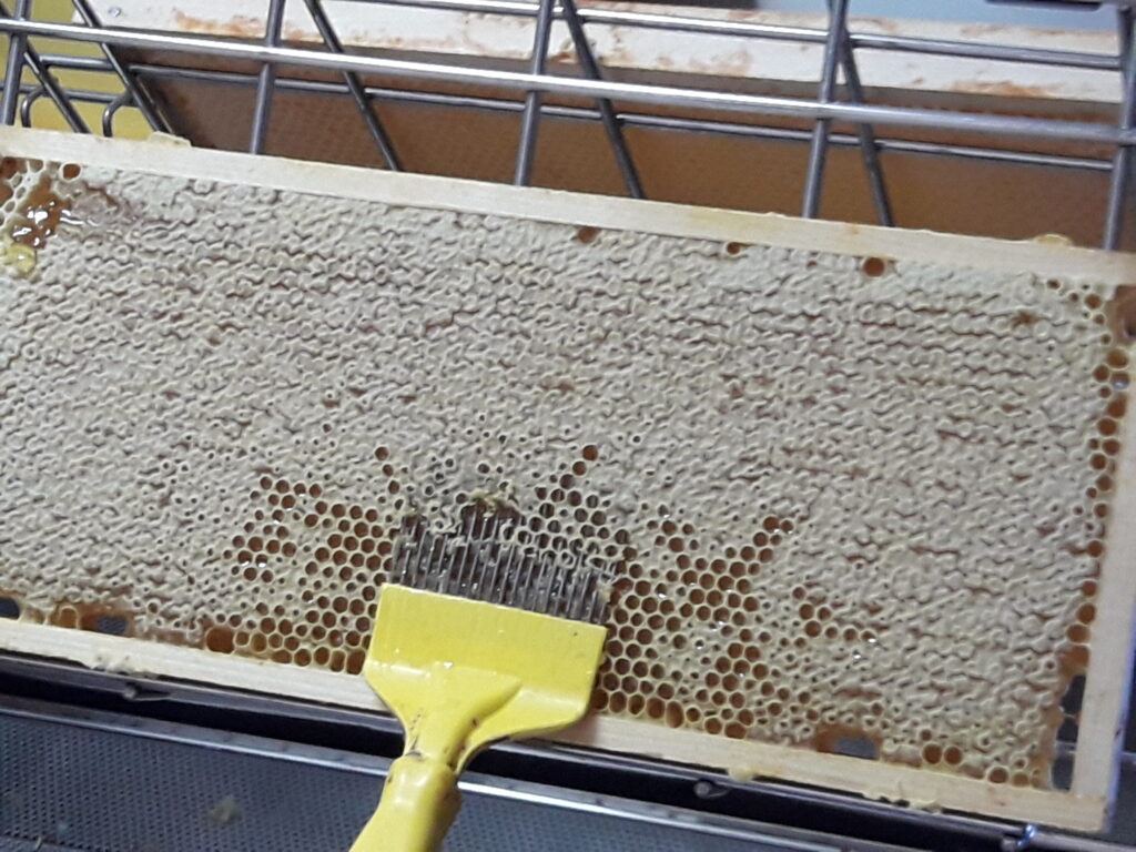 Honigwaben beim Entdeckeln