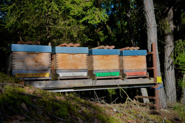 Bienenstand Baumgartner