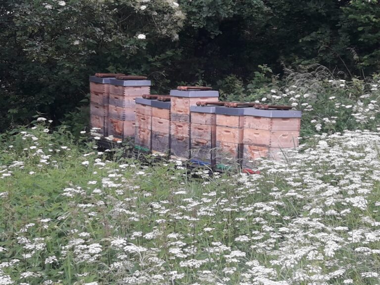 Bienenstand Selker