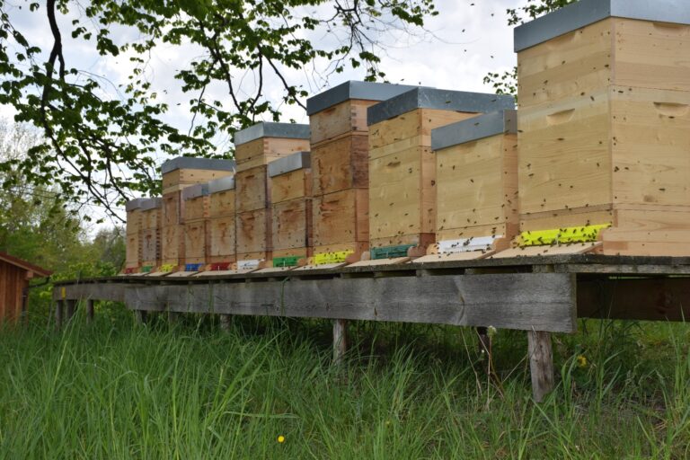 Bienenstand bei der Ulme