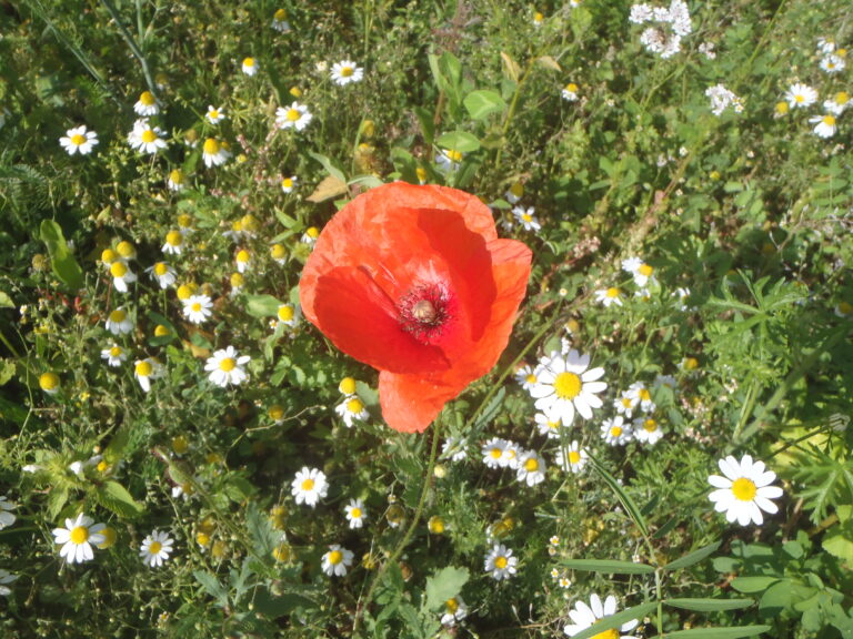 Klatschmohn