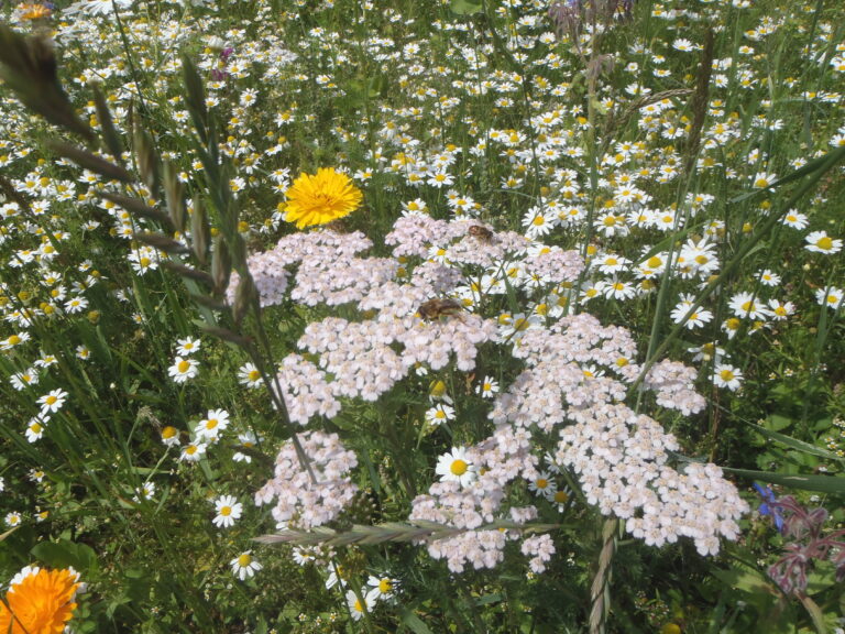 Schafgarbe mit Biene