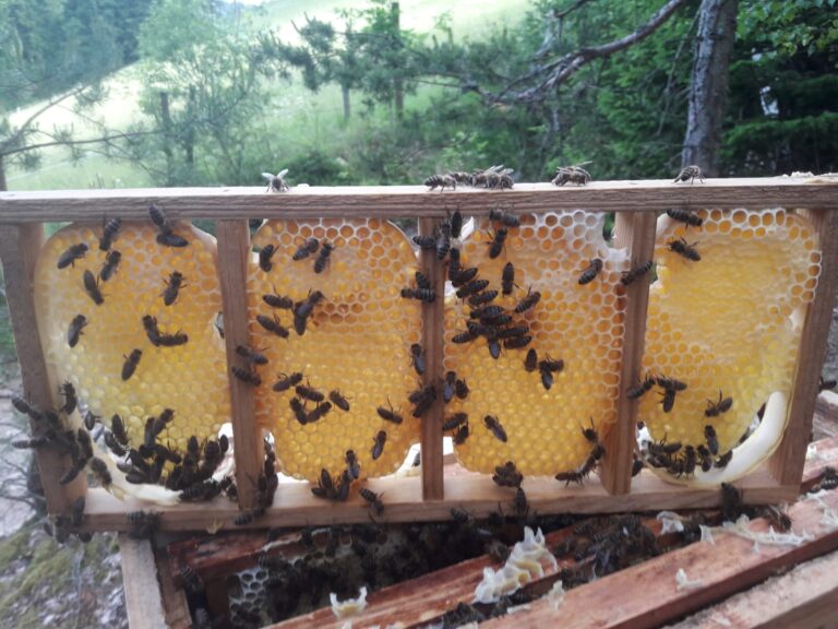 Bienen bei der Wabenhonigproduktion